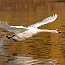 thumbs/IMG_1154.jpg